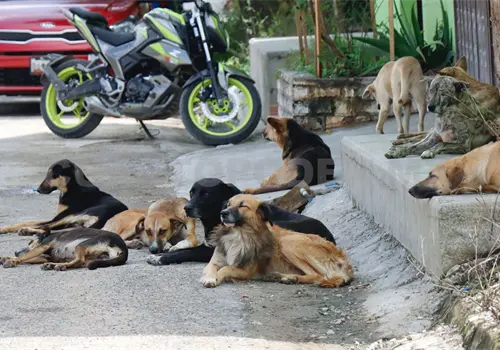 La tenencia responsable de mascotas es necesaria