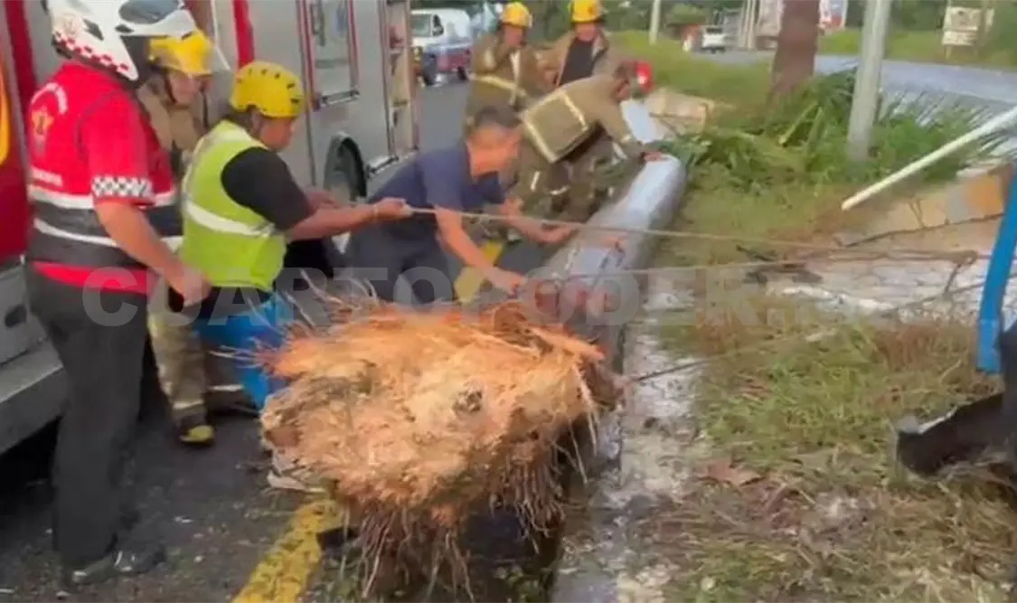 Del impacto la palmera fue arrancada, aunque los pasajeros de la unidad salieron ilesos. Rafael Victorio / CP