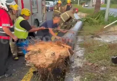 Arranca palmera al accidentarse en la Costera Arranca palmera al accidentarse en la Costera