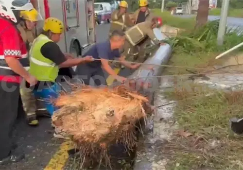 Arranca palmera al accidentarse en la Costera