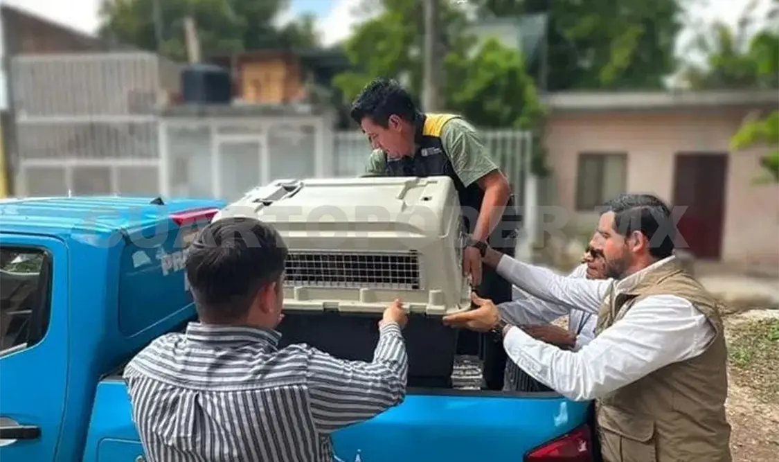 El personal especializado encontró a seis perros de raza pastor belga y dos huskies. Cortesía