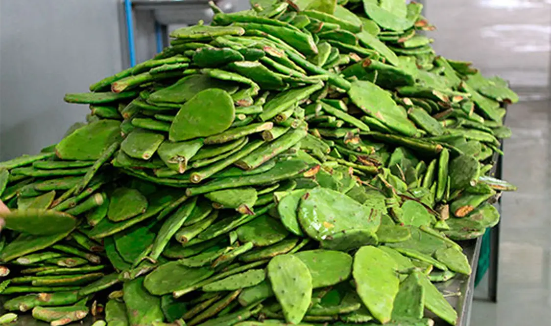 Los residuos de nopal que normalmente terminan en la basura o en pilas de compostaje podrían convertirse en una alternativa para aumentar la producción agrícola. Cortesía