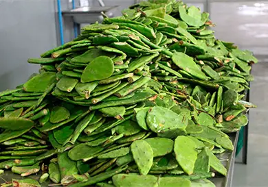 Elabora UNAM fertilizante con residuos de nopal Elabora UNAM fertilizante con residuos de nopal