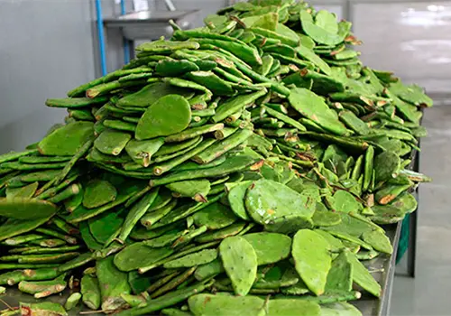 Elabora UNAM fertilizante con residuos de nopal Elabora UNAM fertilizante con residuos de nopal