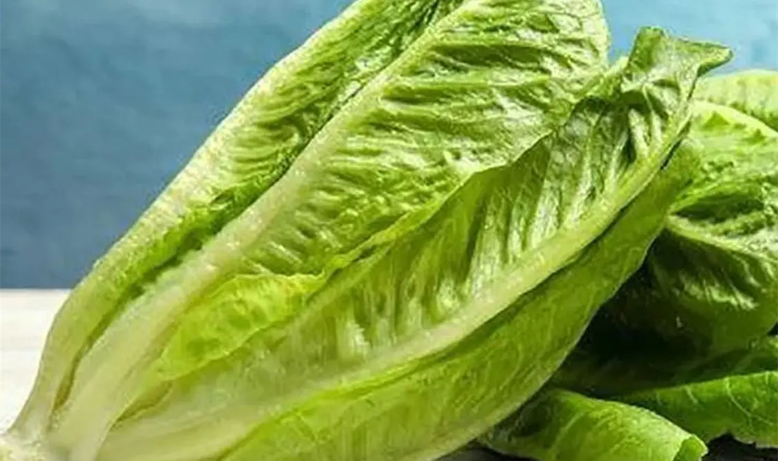 Comienza el retiro voluntario de lechuga iceberg. Cortesía