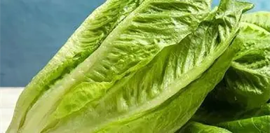 EE. UU. retira lechuga producida en México EE. UU. retira lechuga producida en México