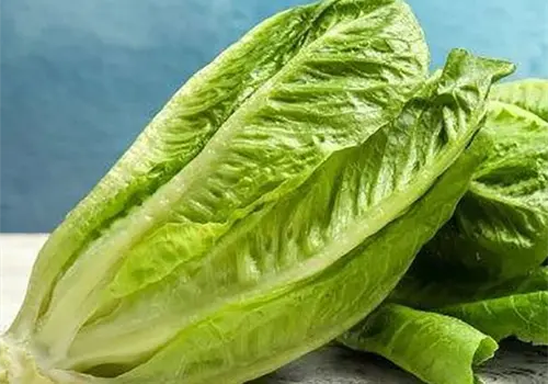 EE. UU. retira lechuga producida en México EE. UU. retira lechuga producida en México