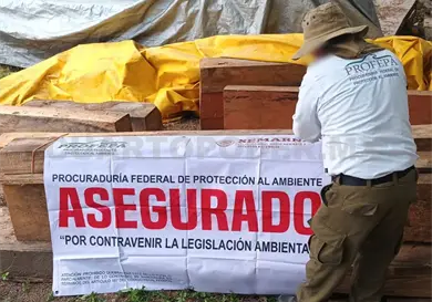 Asegura Profepa madera en Tuxtla Asegura Profepa madera en Tuxtla