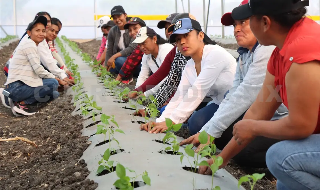 Manos de mujer trabajan la tierra