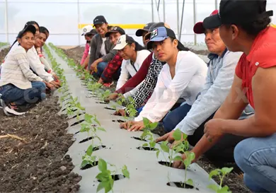 Manos de mujer trabajan la tierra Manos de mujer trabajan la tierra
