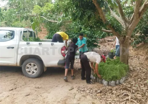 Reforestan 20 hect&aacute;reas en La Sepultura con pinos