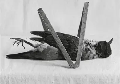 La muerte de Artemio Cruz La muerte de Artemio Cruz