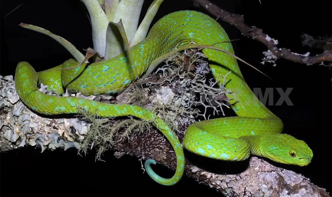 Estas especies suelen encontrarse cerca de arroyos de corriente lenta o pequeñas pozas de agua. Cortesía