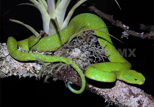Nauyacas habitan los &aacute;rboles de Chiapas