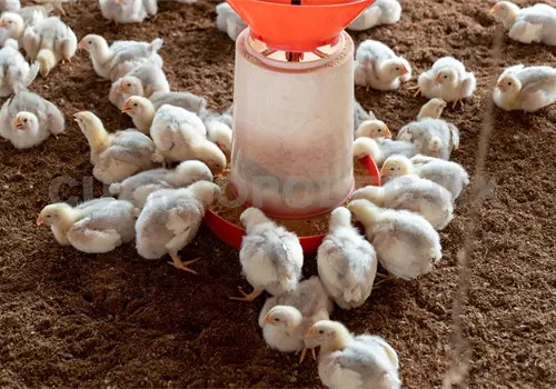 Destacan combate de plagas agropecuarias