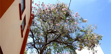 Cada vez hay menos &aacute;rboles urbanos