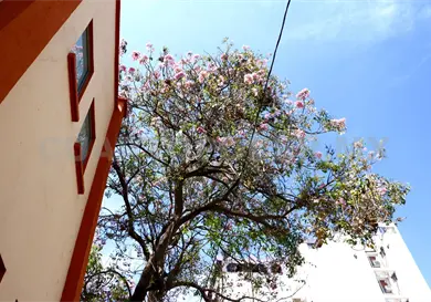 Cada vez hay menos &aacute;rboles urbanos