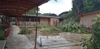 Derriban &aacute;rboles en prepa de Huixtla