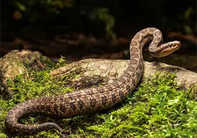 Nauyacas de monta&ntilde;a: v&iacute;boras de clima fr&iacute;o