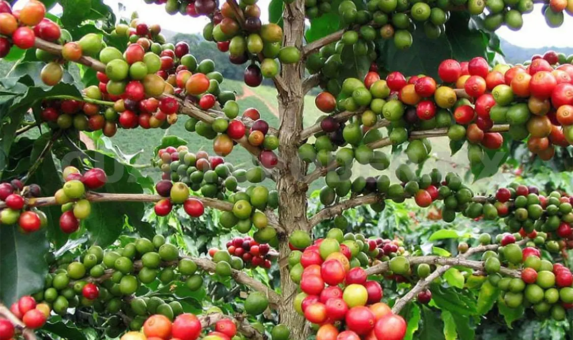 El café chiapaneco es uno de los productos más representativos. CP