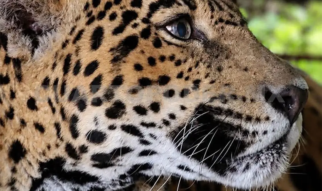 La jaguar “Gaby” requiere un monitoreo más cercano. CP