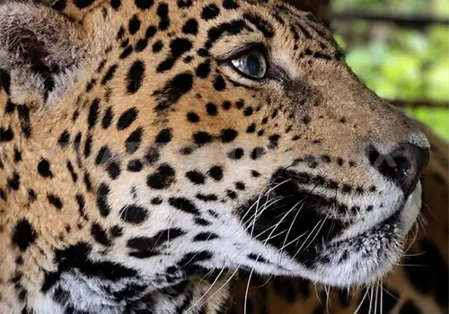 Jaguar "Gaby" contin&uacute;a delicada de salud: ZooMAT