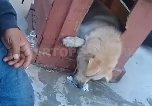 Denuncian presunto envenenamiento de mascotas Denuncian presunto envenenamiento de mascotas