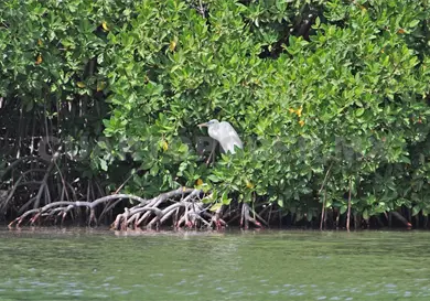 Manglares de Chiapas, un tesoro natural