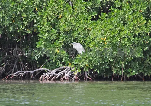 Manglares de Chiapas, un tesoro natural