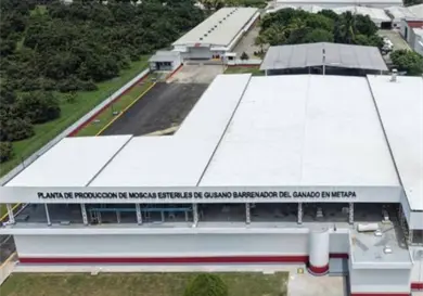 Exportadores sufren p&eacute;rdida de 592 mdd por barrenador