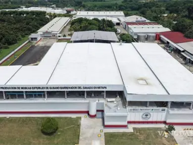 Exportadores sufren p&eacute;rdida de 592 mdd por barrenador