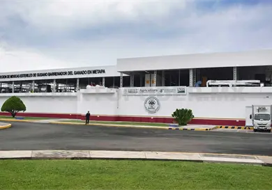 Liberan moscas est&eacute;riles producidas en metapa