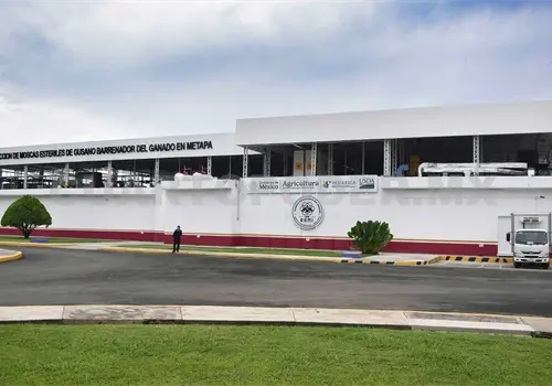 Liberan moscas est&eacute;riles producidas en metapa