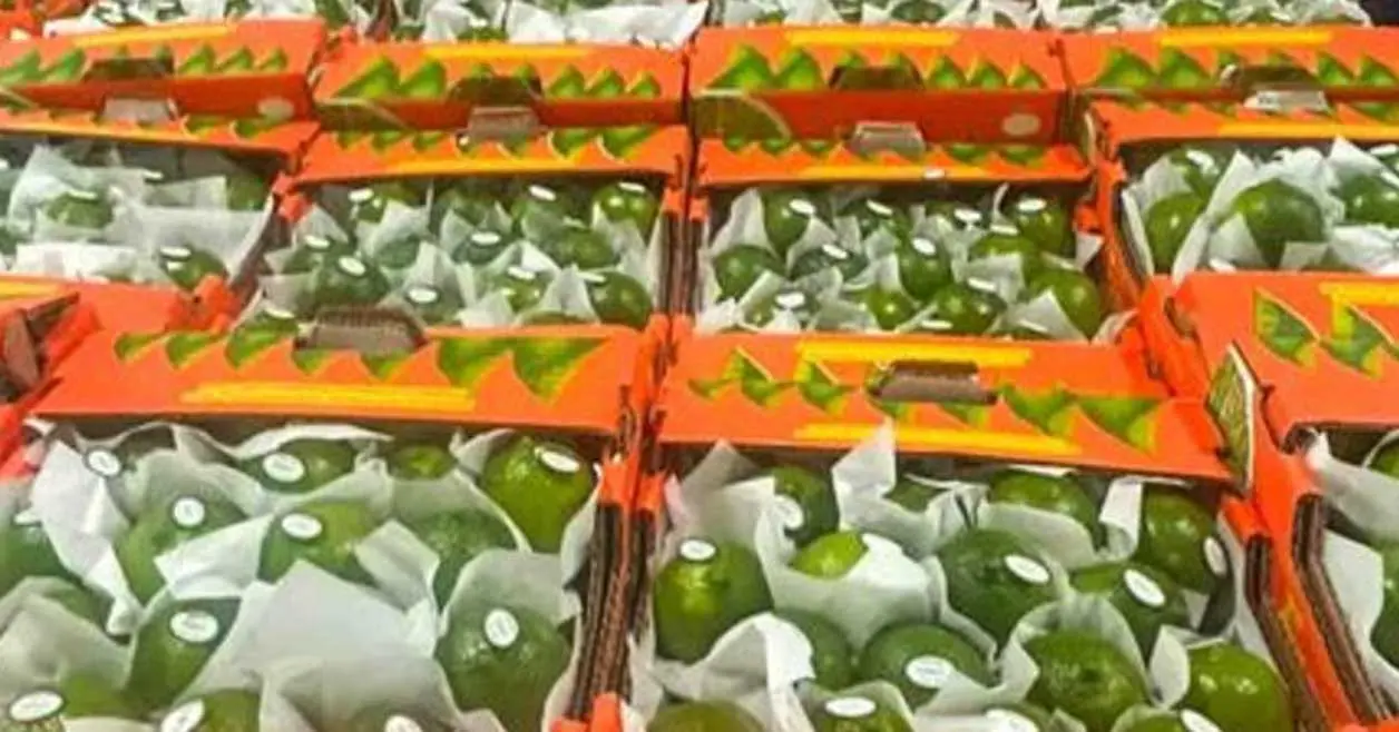 Exportan más de 40 toneladas de mitón veracruzano.