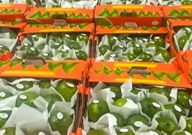 El limón de Veracruz llegará a EE.UU. y Rusia El limón de Veracruz llegará a EE.UU. y Rusia