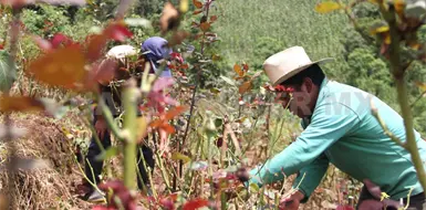 Actividades econ&oacute;micas de Chiapas crecen 2 %