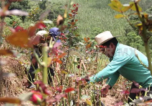 Actividades económicas de Chiapas crecen 2 % Actividades económicas de Chiapas crecen 2 %