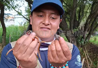 En riesgo al popoyote por especies invasoras