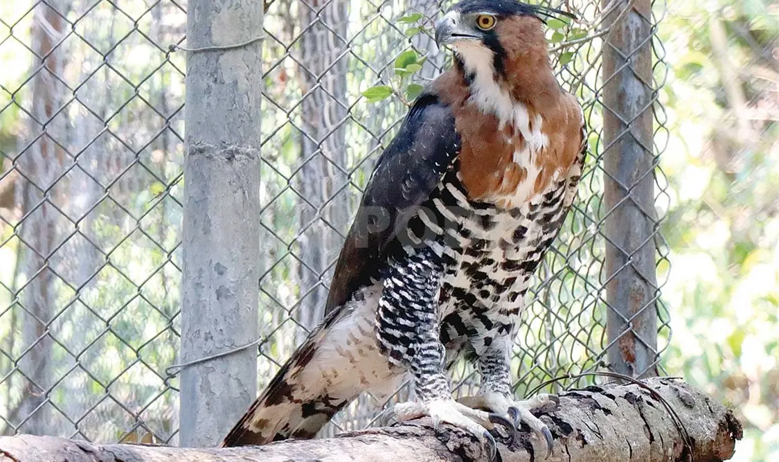 Las aves de recinto serán exhibidas en los próximos días. Daniel Oropeza / CP