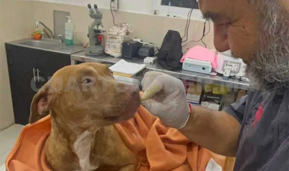 El veterinario Miguel Ángel Aguirre, quien atendió a la canina, consideró como positiva la atención mediática. Diego Pérez / CP