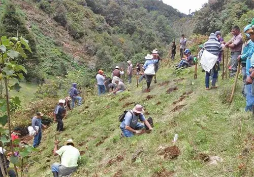Reinicia campa&ntilde;a anual de reforestaci&oacute;n