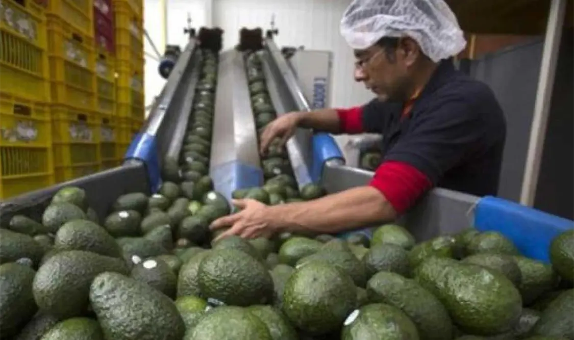 Dichas exportaciones contribuyen al desarrollo económico de las regiones exportadoras de Michoacán. Cortesía