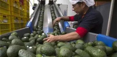 Suben 35 % exportaciones de aguacate a EE. UU. Suben 35 % exportaciones de aguacate a EE. UU.