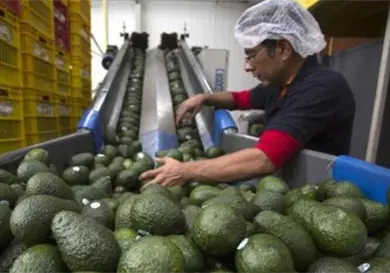 Suben 35 % exportaciones de aguacate a EE. UU. Suben 35 % exportaciones de aguacate a EE. UU.