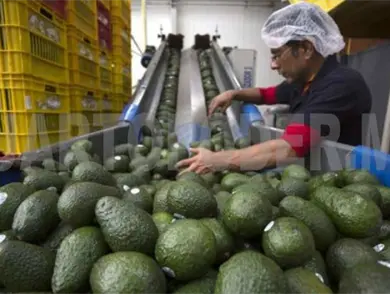 Suben 35 % exportaciones de aguacate a EE. UU.