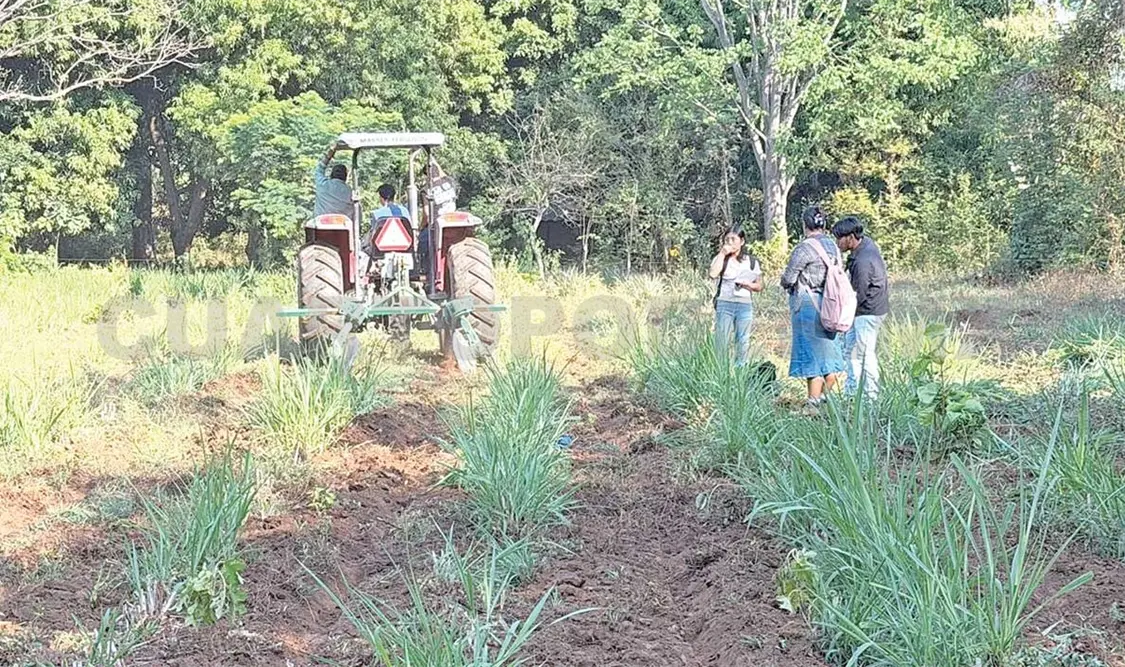 La estrategia central utiliza la siembra de pasto Bombaza. Diego Pérez / CP