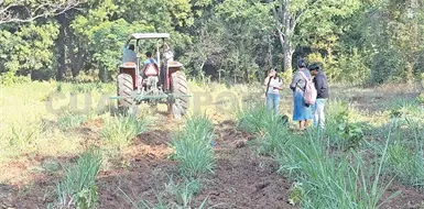 Intentan parar los efectos de ganadería extensiva Intentan parar los efectos de ganadería extensiva