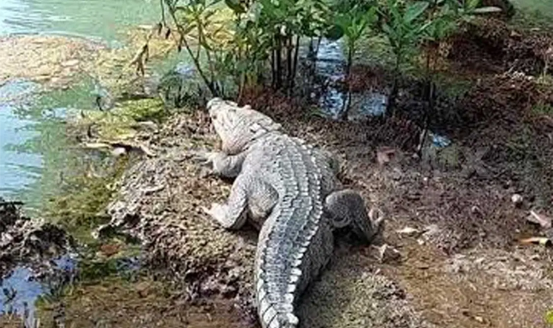 Los animales buscarían agua ante la sequía del río. Noel Vázquez / CP