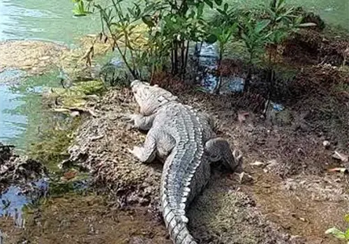 Invaden lagartos patios de viviendas de Arriaga