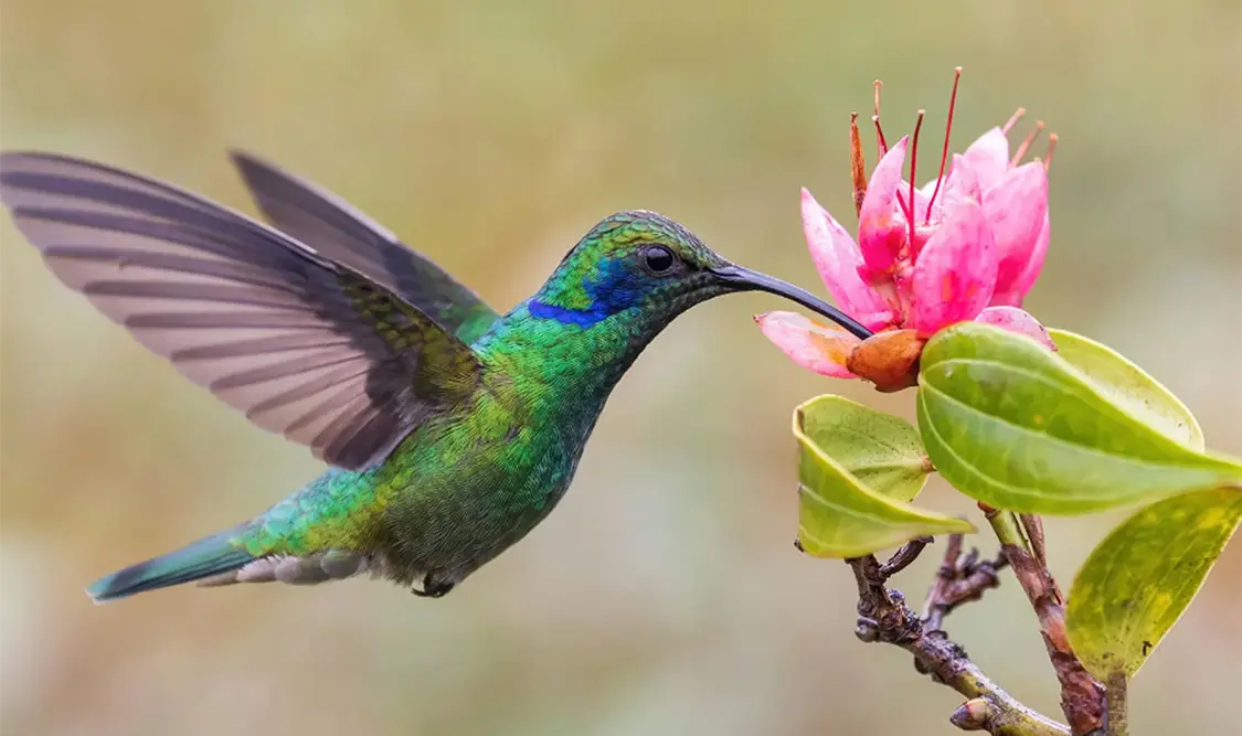 Colibríes: las pequeñas joyas del aire